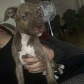 brindle grayish and white puppy