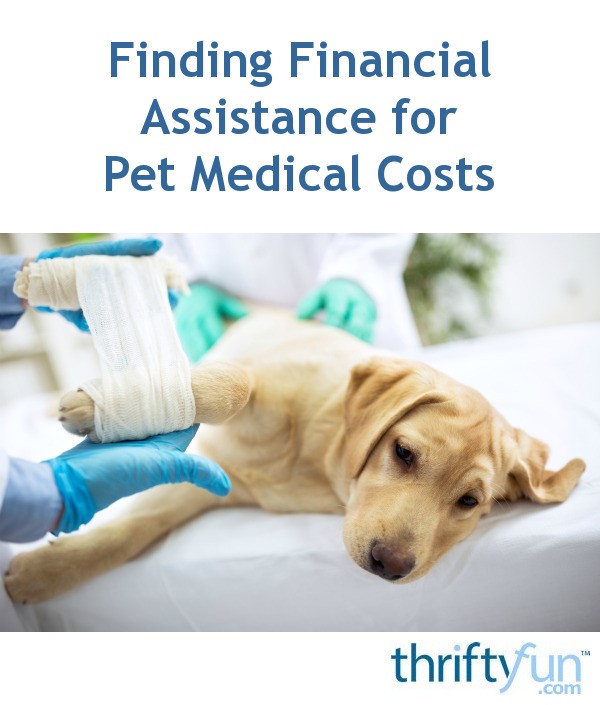 Finding Financial Assistance for Pet Medical Costs ThriftyFun
