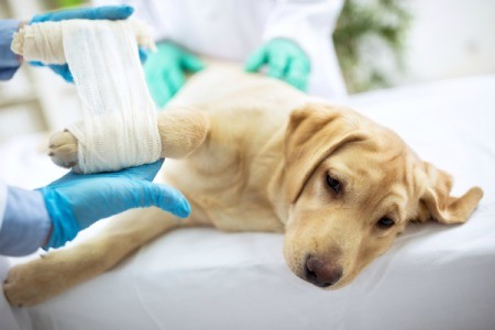 Sad dog laying on vet bed having cast put on broken leg