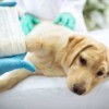 Sad dog laying on vet bed having cast put on broken leg