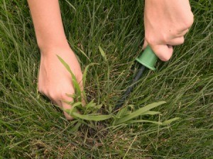 Hands using a weeding tool to remove crab grass from lawn