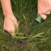 Hands using a weeding tool to remove crab grass from lawn