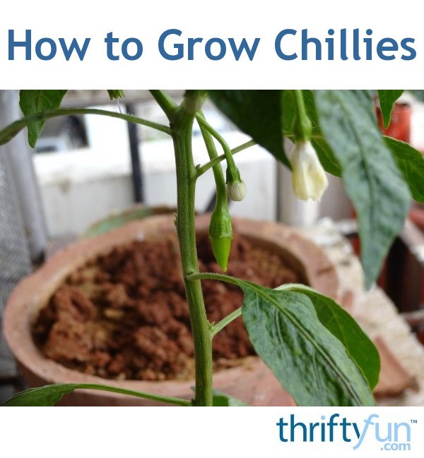 How to Grow Chillies | ThriftyFun