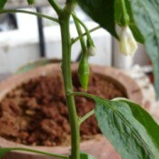 How to Grow Chillies