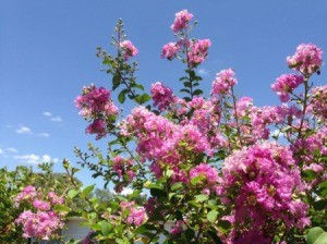 Crepe Myrtle Tree with flowers and leaves