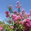 Crepe Myrtle Tree with flowers and leaves