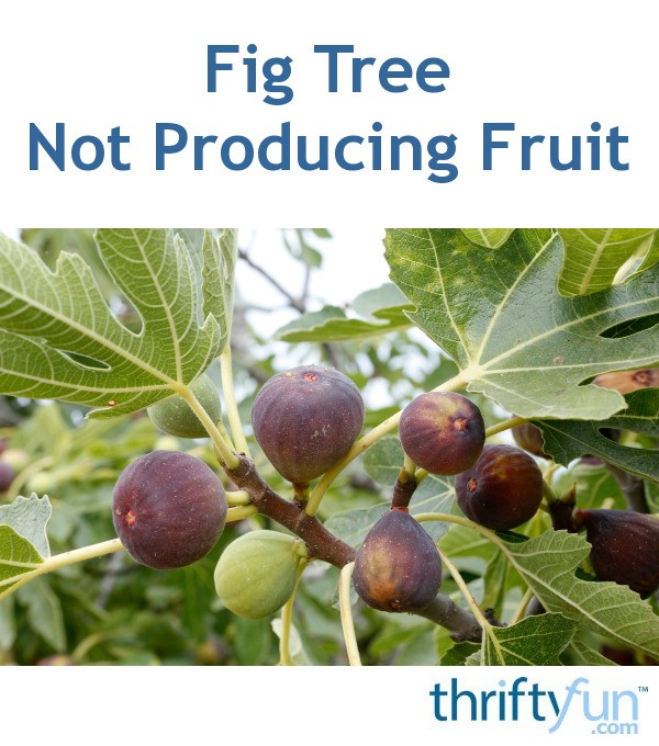 Fig Tree Not Producing Fruit | ThriftyFun