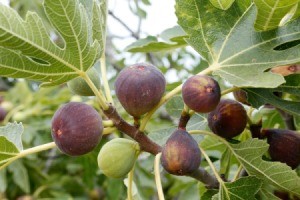 Fig tree with Fruit