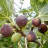 Fig tree with Fruit