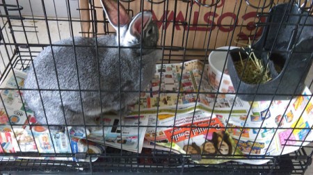 gray rabbit in a cage