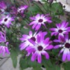 pretty purple and white flowers