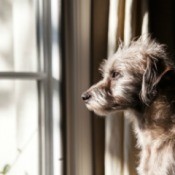 Sad dog staring out window