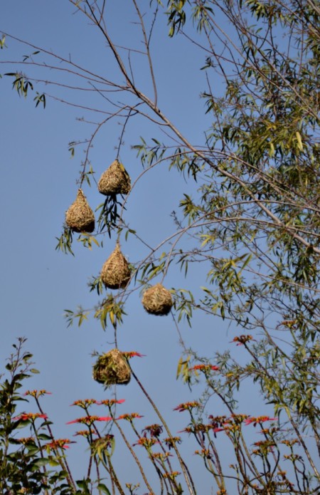 Finch nests in tree in South Africa