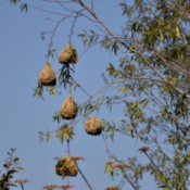 Finch nests in tree in South Africa