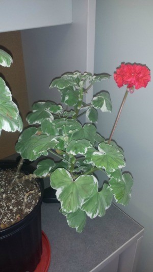 two color leaved red flowering geranium