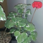 two color leaved red flowering geranium