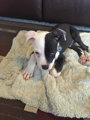 black and white Pit puppy