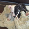 black and white Pit puppy