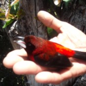 Teheura (Tahitian Red Bird)