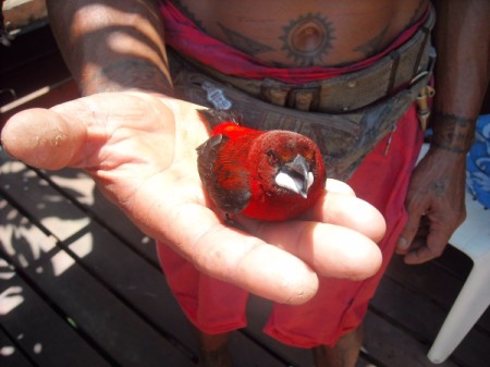 Teheura (Tahiti'an Red Bird)