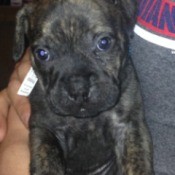 What Breed Is My Dog?