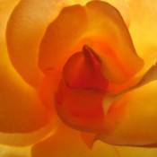 orange and yellow rose
