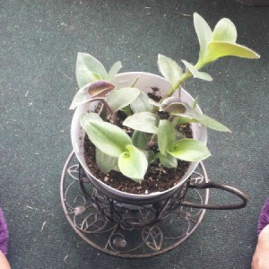 plant in tea cup planter