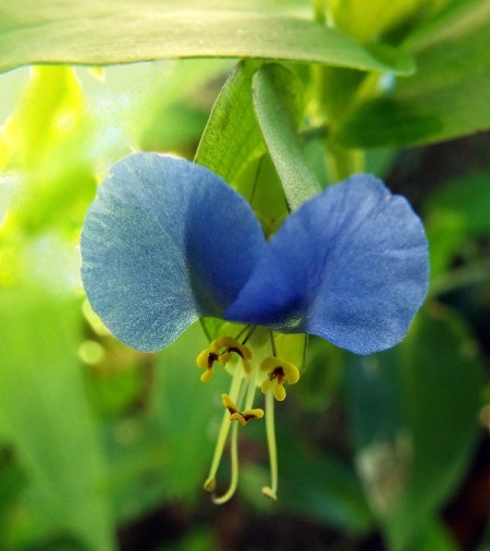 blue flower