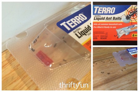 Using Terro Ant Bait