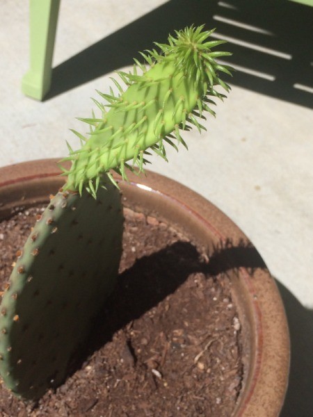 Rooting a Cactus Pad