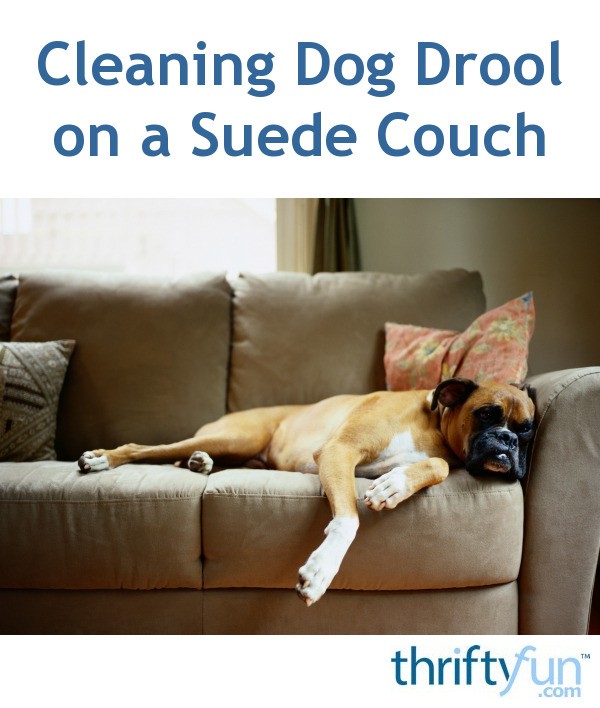 Cleaning Dog Drool on a Suede Couch? ThriftyFun