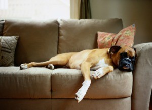 Boxer lounging on suede couch