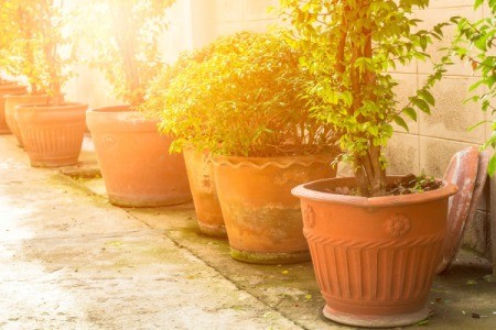 Potted plants in bright sunlight