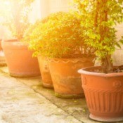 Potted plants in bright sunlight