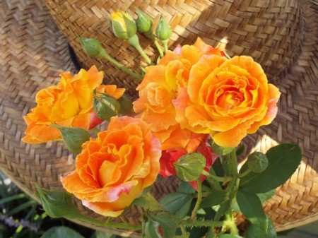 orange Piñata rose flowers