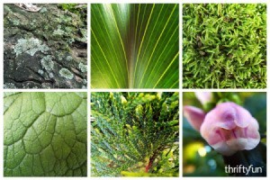 montage of close up garden photos