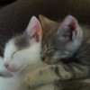 a tabby and a white and gray kitten