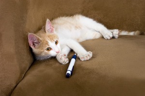 Kitten laying on couch with a pen