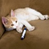 Kitten laying on couch with a pen