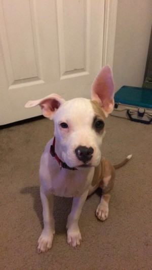 Pit looking dog with one ear standing up