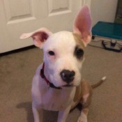 Pit looking dog with one ear standing up