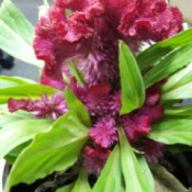 crenelated red flower on potted plant