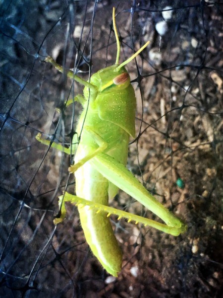 grasshopper on garden netting