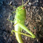 grasshopper on garden netting