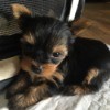 black and tan puppy