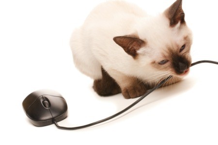 Siamese kitten chewing on mouse cord