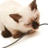 Siamese kitten chewing on mouse cord