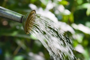 Watering With Ammonia