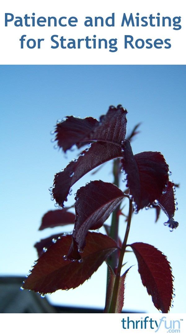 Patience and Misting for Starting Roses ThriftyFun
