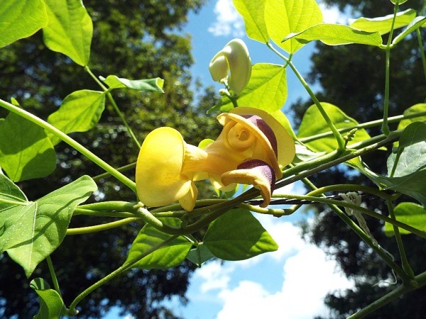 closeup of the corkscrew shaped flower